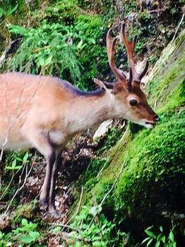 yakushima2.jpg